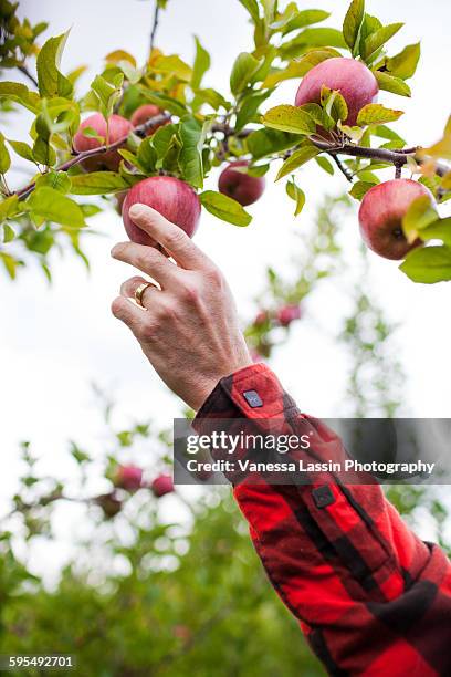 apple picking - vanessa lassin stockfoto's en -beelden