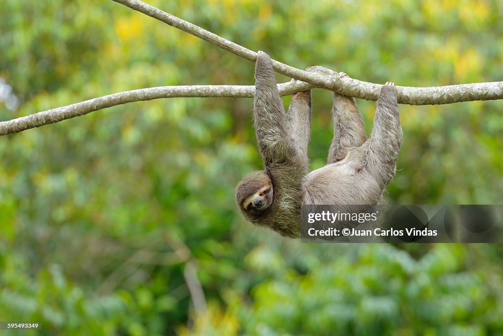 Three-toed Sloth (Bradypus variegatus)