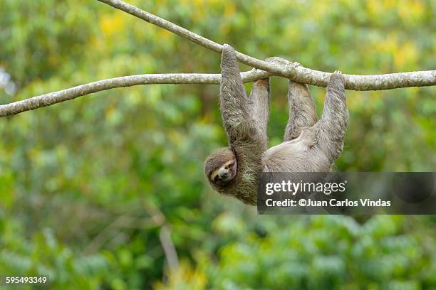 three-toed sloth (bradypus variegatus) - bicho preguiça - fotografias e filmes do acervo