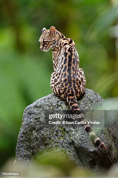 margay - arenal volcano national park stock pictures, royalty-free photos & images