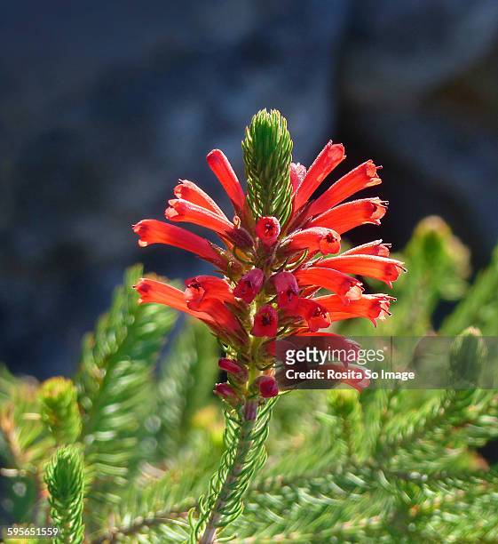 erica abietina, red heath - erica flower stock pictures, royalty-free photos & images