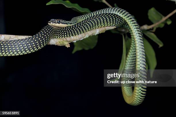Paride Tree Snake 31 Paradise Tree Snake Stock Photos, High-Res Pictures, and Images ...