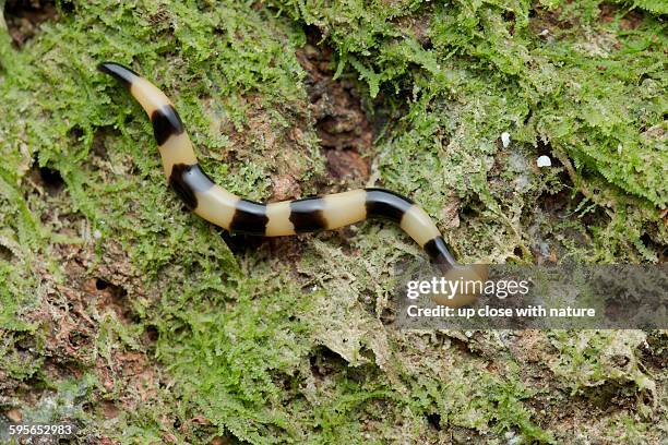 hammerhead flat worm, bipalium sp., malaysia - turbellaria stockfoto's en -beelden