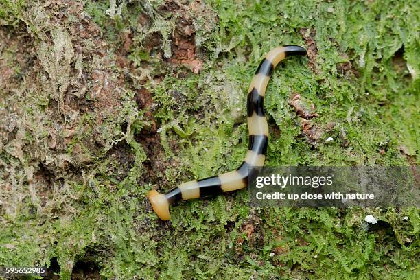 hammerhead worm, bipalium sp., malaysia - turbellaria stock pictures, royalty-free photos & images