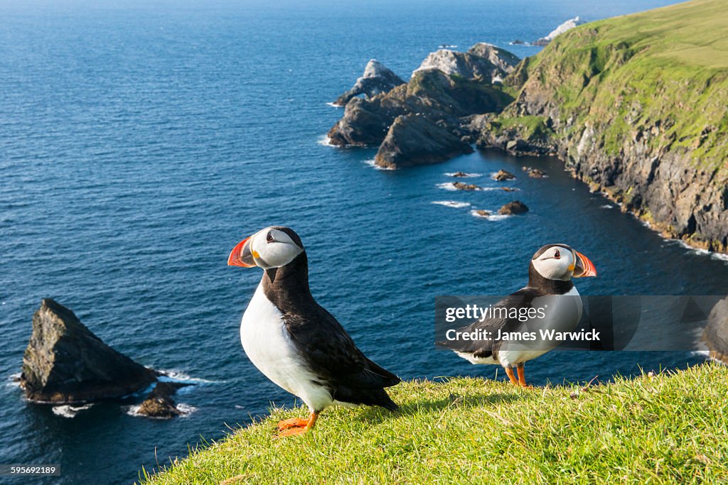 Atlantic puffins at clifftop edge