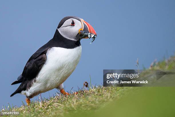 atlantic puffin with catch of sandeels and sprat - sprat fish stock pictures, royalty-free photos & images