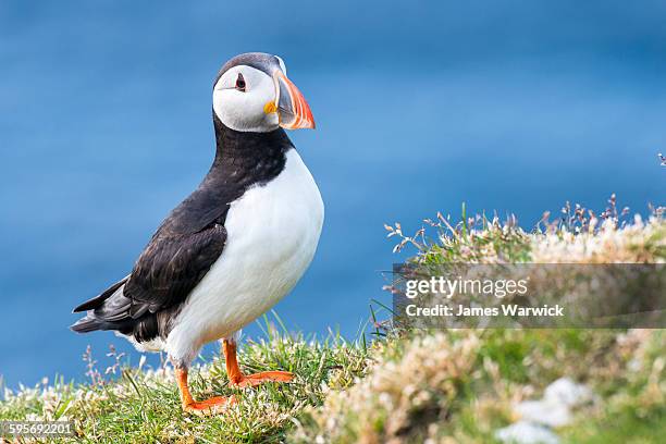 atlantic puffin at clifftop edge - papageitaucher stock-fotos und bilder