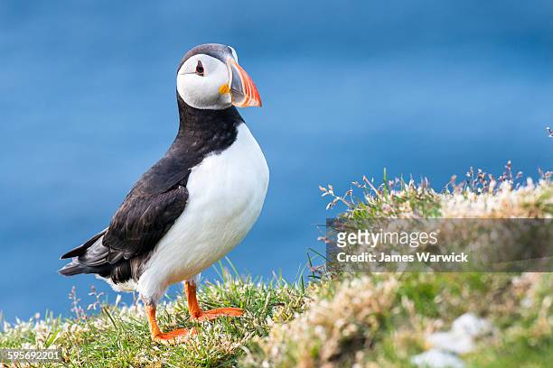 atlantic puffin at clifftop edge - nature reserve stock pictures, royalty-free photos & images