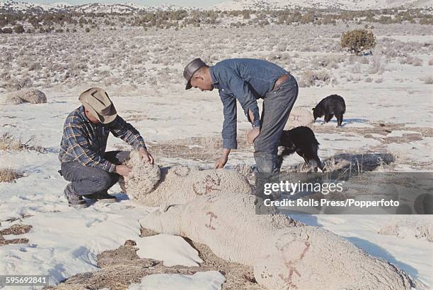 View of two farmers checking the corpses of dead sheep on a farm ranch, possibly connected to a chemical and biological warfare testing program by...