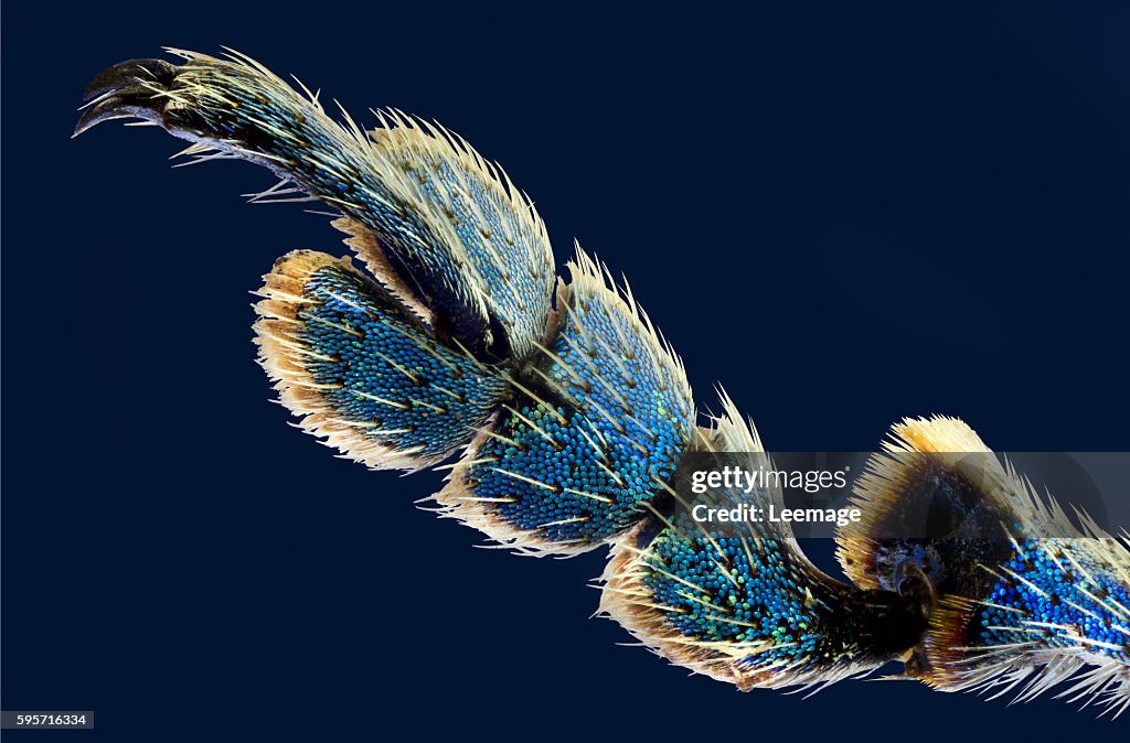 Macro photography : Entomology : Eupholus messagieri - detail of the paw