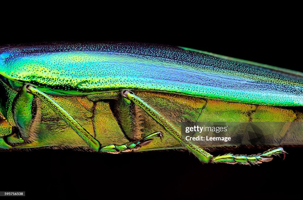 Macro photography : Entomology : Crysochroa splendens - jewel beetle - lateral side
