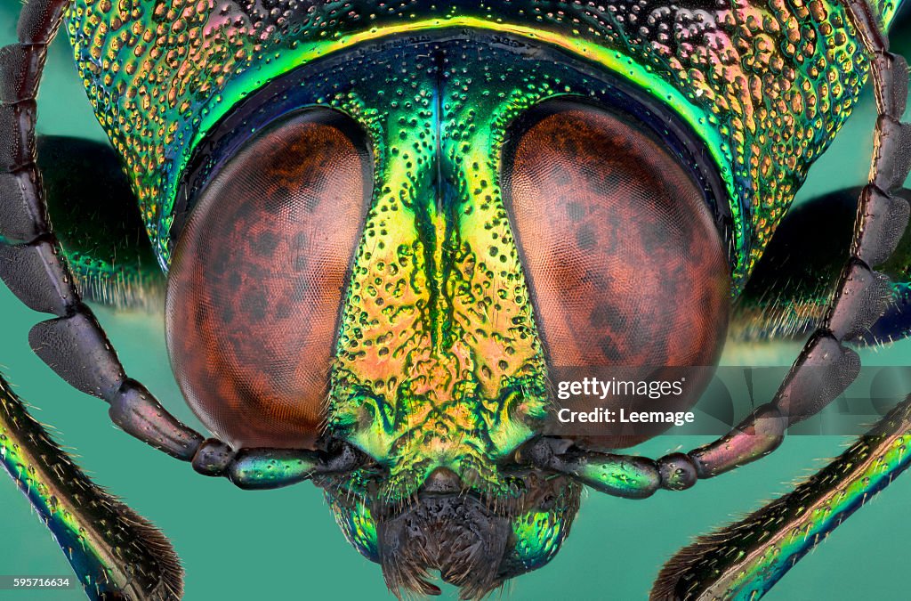 Macro photography : Entomology : Crysochroa saundersii - jewel beetle - detail of the head
