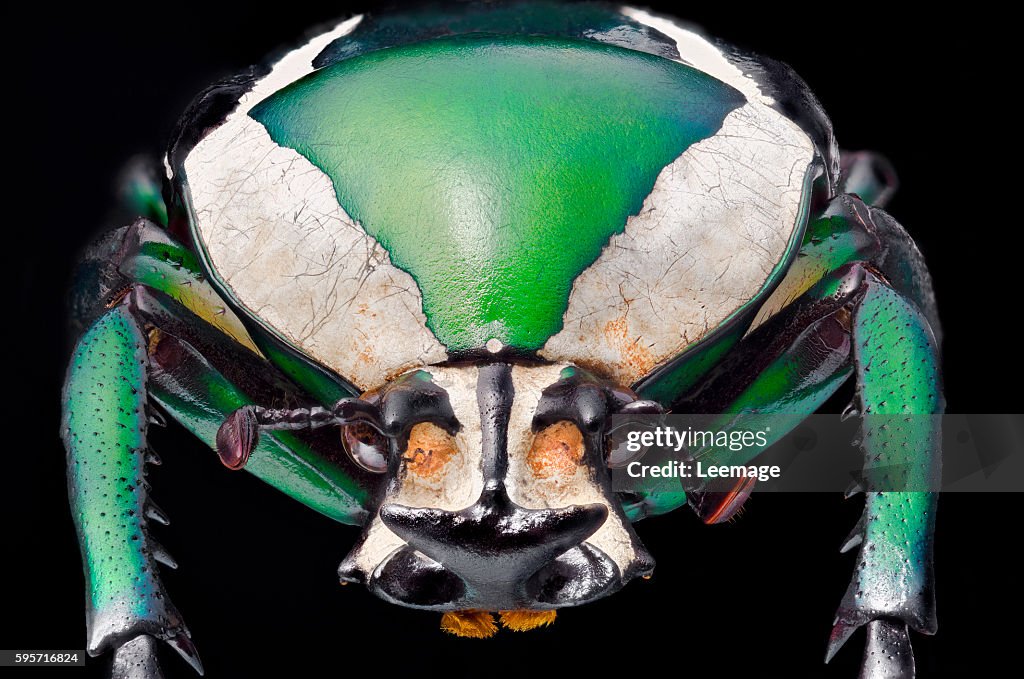 Macro photography : Entomology : Dicronorrhina derbyana layardi - Derby's flower beetl- detail of the head