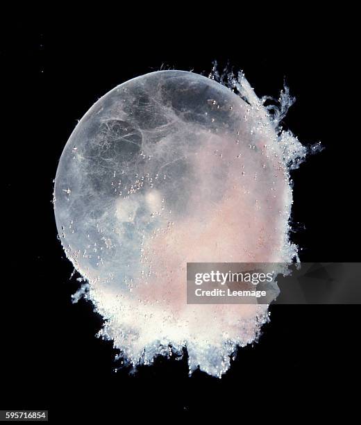 Embrio Color Embryo Sac Photos and Premium High Res Pictures - Getty Images