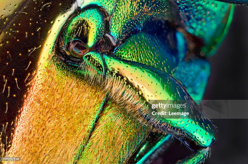 Macro photography : Entomology : Chrysochroa fulminans - jewel beetle of the Buprestidae family - view of a leg