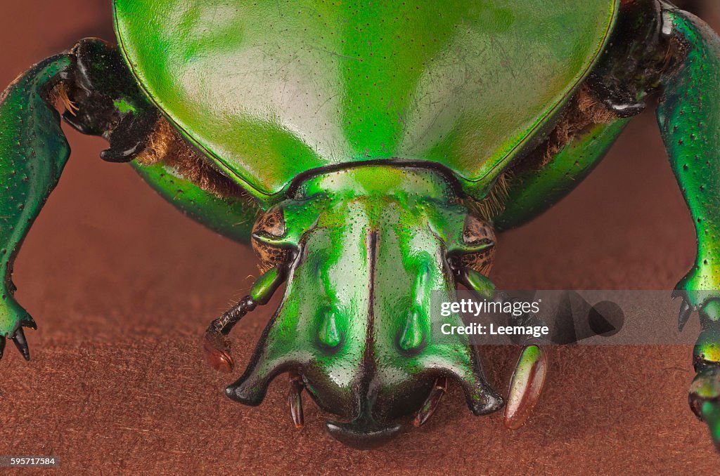 Macro photography : Entomology : Neptunides stanleyi stanleyi - Beetle Neptunides stanleyi stanleyi - front view with the shield