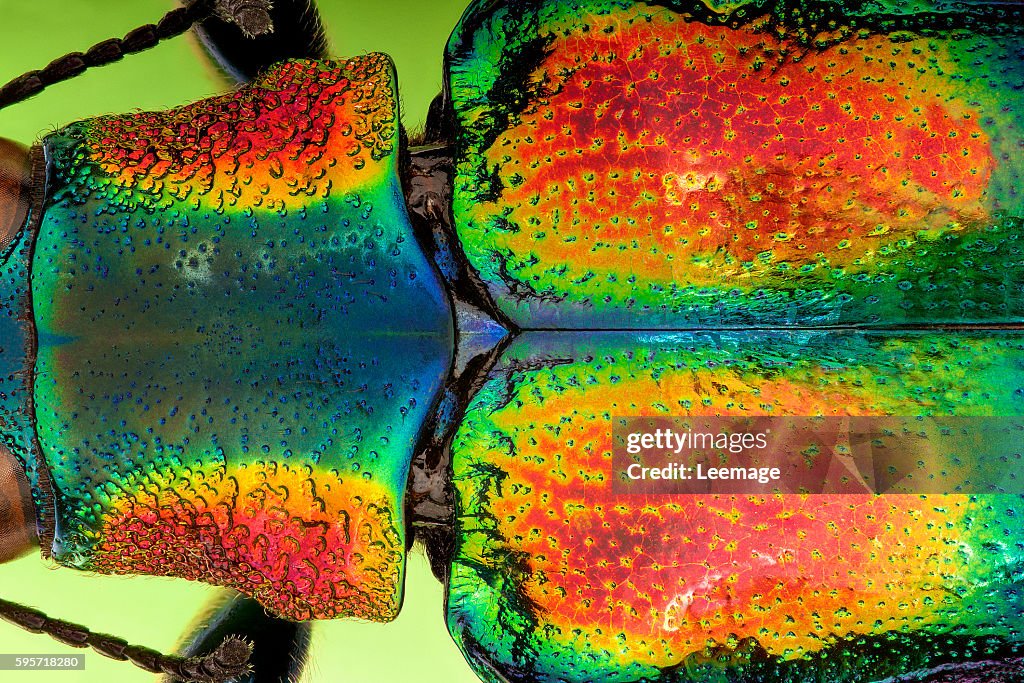 Macro photography : Entomology : Chrysochroa tulgoeti - view of the pronotum