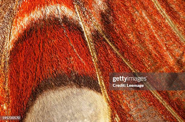 Attacus atlas - Atlas Moth