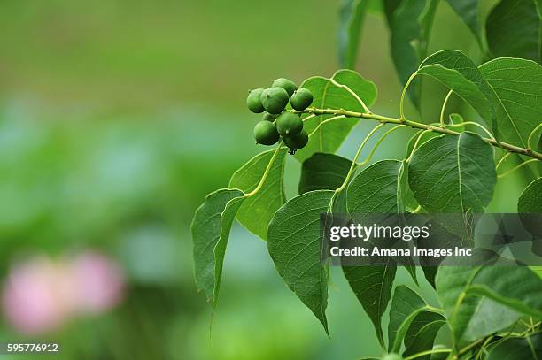 berries of chinese tallow tree (triadica sebifera) - chinese tallow tree stock pictures, royalty-free photos & images