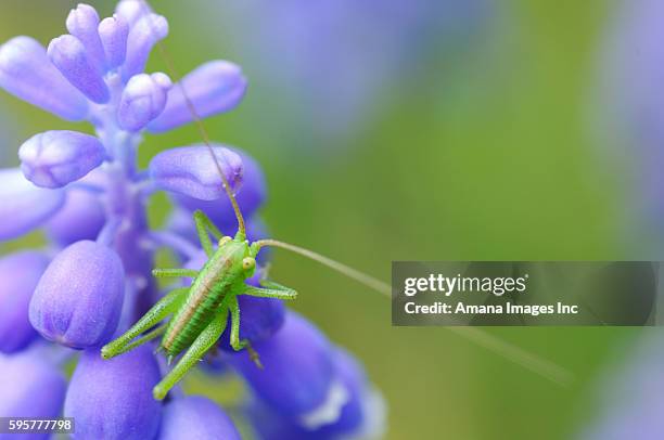 grasshopper on grape hyacinth (muscari latifolium) - muscari latifolium stock pictures, royalty-free photos & images