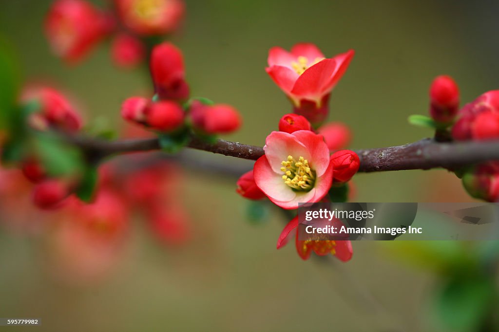 Flowering Quince (Chaenomeles speciosa)