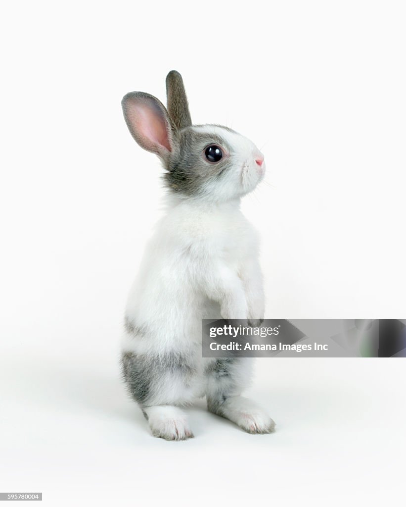 Big Rabbits Standing A Rabbit Standing High-Res Stock Photo - Getty Images