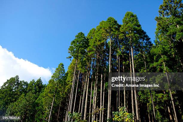 japanese cedar forest - cryptomeria japonica stock pictures, royalty-free photos & images