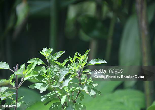 tulsi plant - tulsi stock pictures, royalty-free photos & images