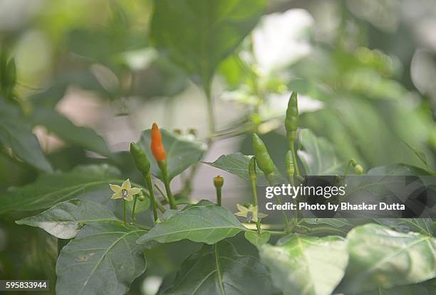 piri piri chili plant - plantation florida stock pictures, royalty-free photos & images