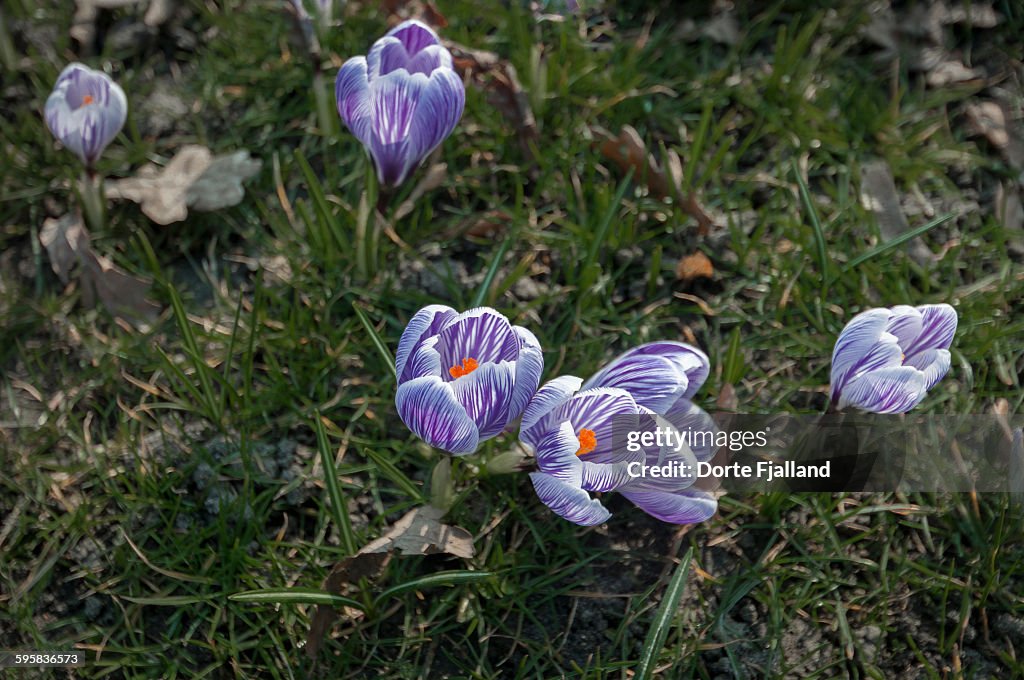 Blue crocuses on a lawn