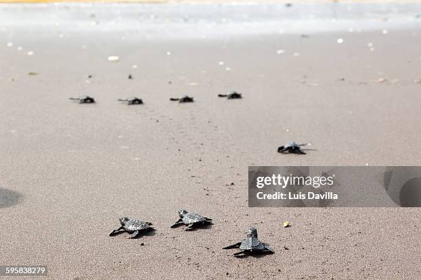 san diego beach - diego tortoise stock pictures, royalty-free photos & images