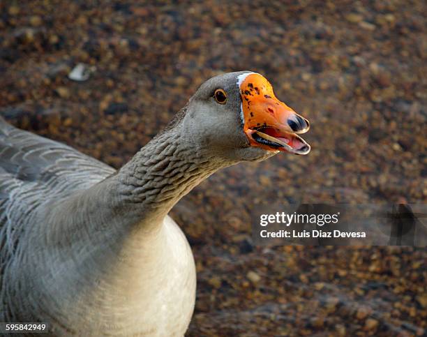 Geese Ringing 50 Geese Honking Stock Photos, High-Res Pictures, and Images - Getty Images
