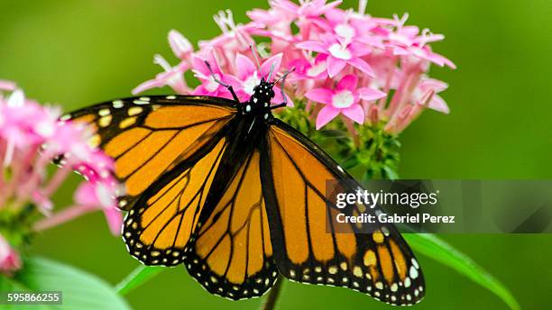 a monarch butterfly feeding on nectar - butterfly milkweed stock pictures, royalty-free photos & images