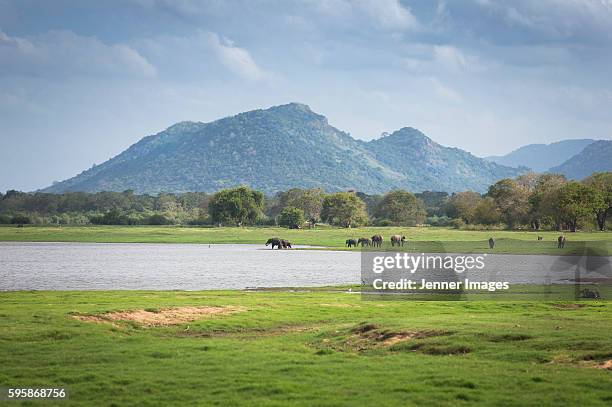 a large asian elephant in minneriya national park. - sri lanka elephant stock pictures, royalty-free photos & images