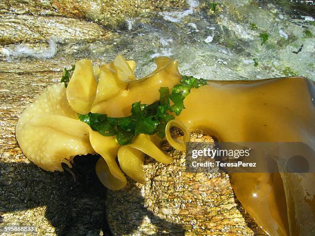 kombu seaweed - chrysophyte algae fotografías e imágenes de stock