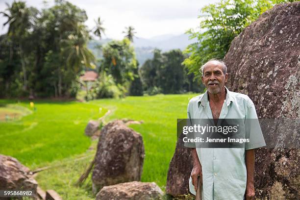 rice farmer standing in his paddy field, sri lanka. - sri lankan culture stock pictures, royalty-free photos & images