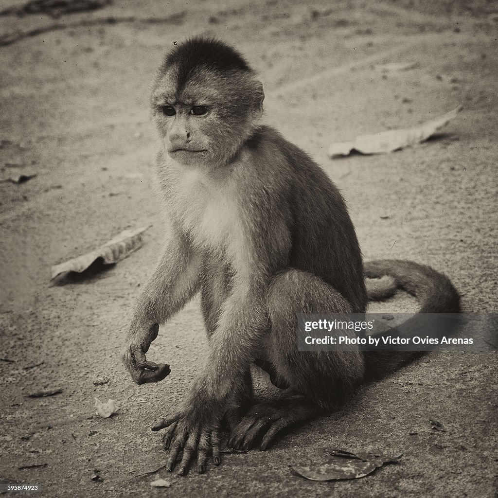 Misahualli monkey