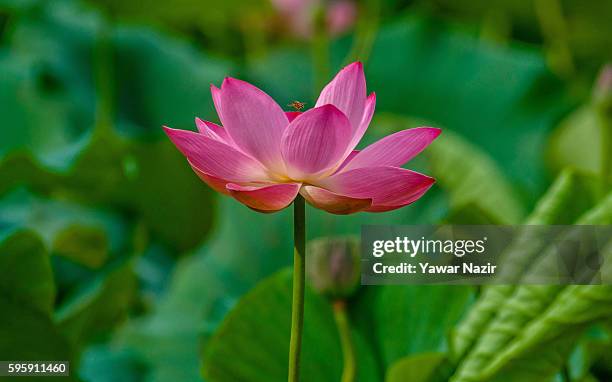 Bee flies over the lotus flower on floating lotus garden in Dal lake on August 26, 2016 in Srinagar, the summer capital of Indian administered...