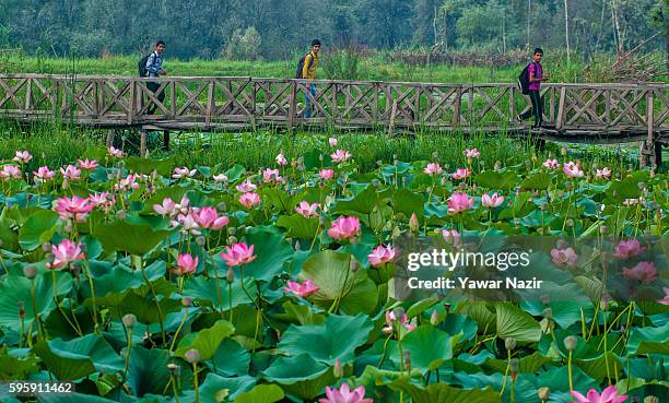 Kashmiri children walk past floating lotus garden in Dal lake on August 26, 2016 in Srinagar, the summer capital of Indian administered Kashmir,...