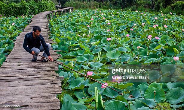 Kashmir man plucks lotus fruit from the floating lotus garden in Dal lake on August 26, 2016 in Srinagar, the summer capital of Indian administered...