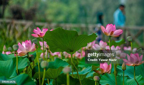 Kashmiris walk past floating lotus garden in Dal lake on August 26, 2016 in Srinagar, the summer capital of Indian administered Kashmir, India. Lotus...