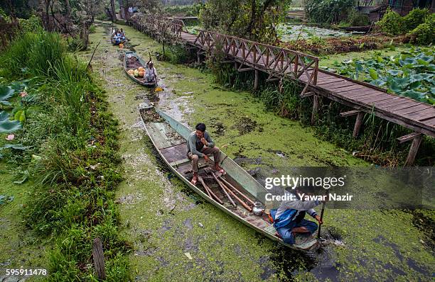 Kashmiri men row their boats next to the floating lotus gardens in Dal lake on August 26, 2016 in Srinagar, the summer capital of Indian administered...