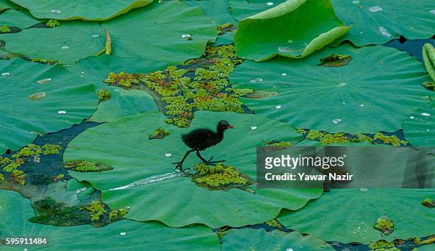 Chick bird walks on the lilies on the the floating lotus garden in Dal lake on August 26, 2016 in Srinagar, the summer capital of Indian administered...