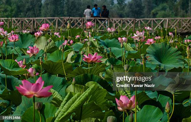 Kashmiri men rest on the bridle path amid the floating lotus garden in Dal lake on August 26, 2016 in Srinagar, the summer capital of Indian...