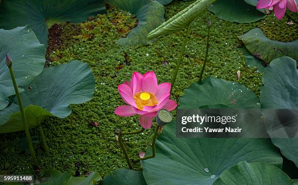 General view of floating lotus garden in Dal lake on August 26, 2016 in Srinagar, the summer capital of Indian administered Kashmir, India. Lotus...
