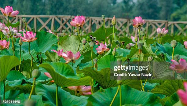 Sparrow sits on the lotus fruit on the floating lotus garden in Dal lake on August 26, 2016 in Srinagar, the summer capital of Indian administered...