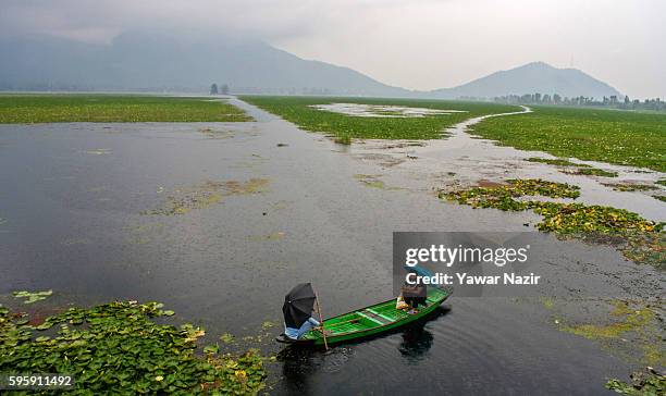 Kashmiri man rows a boat next to the floating lotus garden in Dal lake on August 26, 2016 in Srinagar, the summer capital of Indian administered...