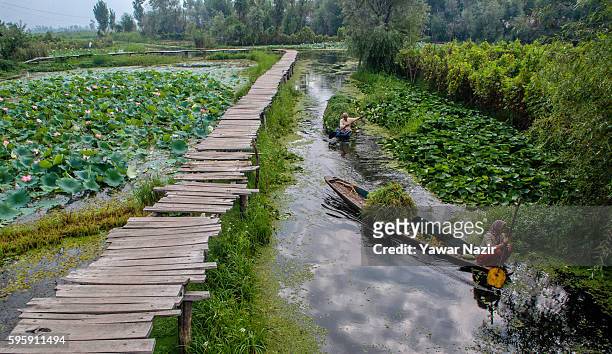 Kashmiri Muslim woman rows a boat next to the floating lotus garden in Dal lake on August 26, 2016 in Srinagar, the summer capital of Indian...