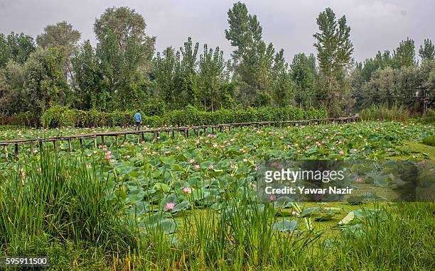 Kashmiri man walks on a bridle path amid the floating lotus garden in Dal lake on August 26, 2016 in Srinagar, the summer capital of Indian...