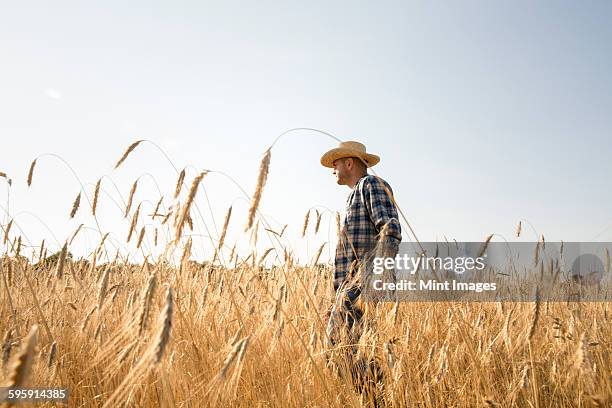 man wearing a checkered shirt and a hat standing in a cornfield, a farmer. - low angle view of wheat growing on field against sky fotografías e imágenes de stock